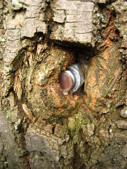 Anclaje rígido reabsorvido por el árbol