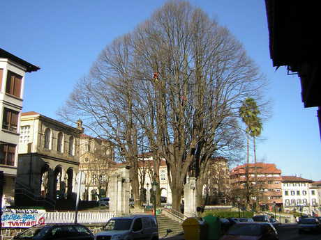 Instalación de anclajes flexibles para evitar riesgos de pérdida de alguna parte del árbol