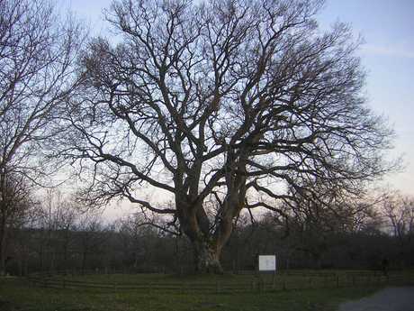 La gestión de árboles monumentales debe pasar por una buena conservación