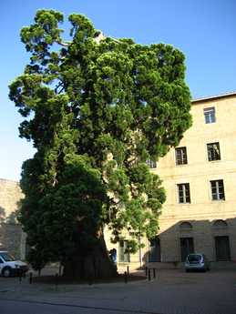 Daños producidos por un rayo, falta la mitad del árbol