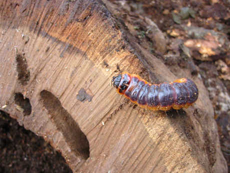 Larva y daños de Cerambyx Cerdo sobre roble