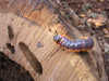 Larva y daños de Cerambyx Cerdo sobre roble