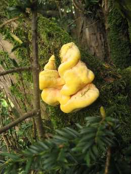 Laetiporus sulphureus sobre tejo