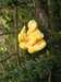 Laetiporus sulphureus sobre tejo