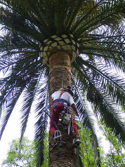 La poda de palmeras conviene  realizarla en primavera cuando ha pasado el riesgo de helada