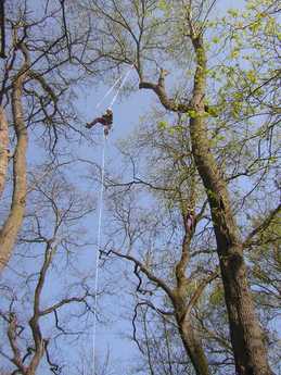 La trepa permite pasarse de un árbol a otro si están juntos