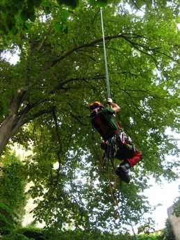 La trepa te permite acceder a cualquier parte del árbol